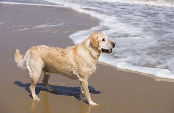 Labrador (cross) Dog - standing on beach Norfolk UK