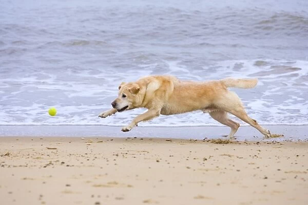 Labrador Dog Chasing Ball on Beach Norfolk UK