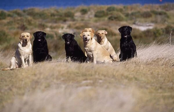Labrador Dog - group waiting for orders