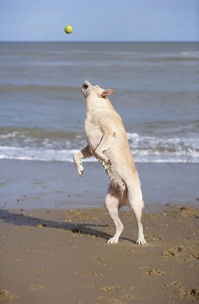 Labrador Dog Jumping to catch ball on beach Norfolk UK