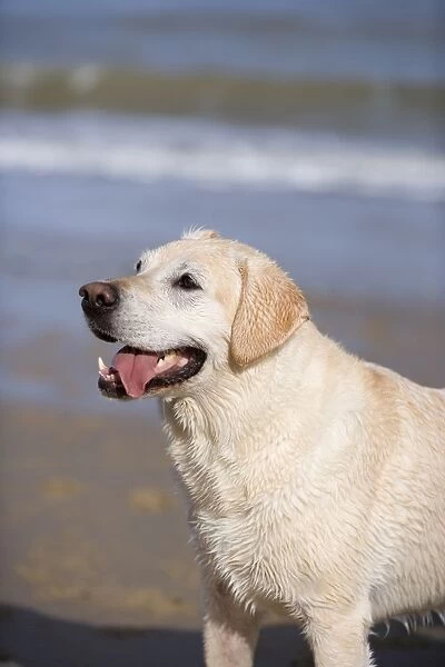 Labrador Dog Portrait on Beach Norfolk UK