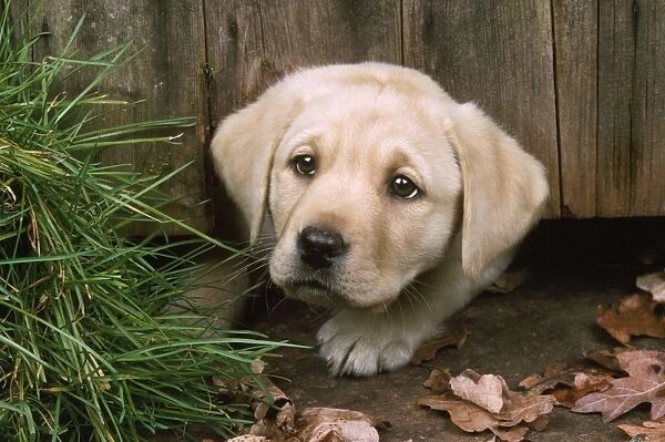 Labrador Dog - puppy