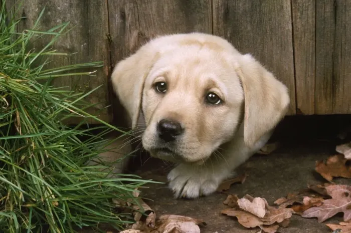 Framed Print : Labrador Dog - puppy