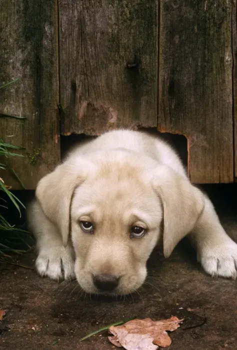 Framed Print : Labrador Dog - puppy