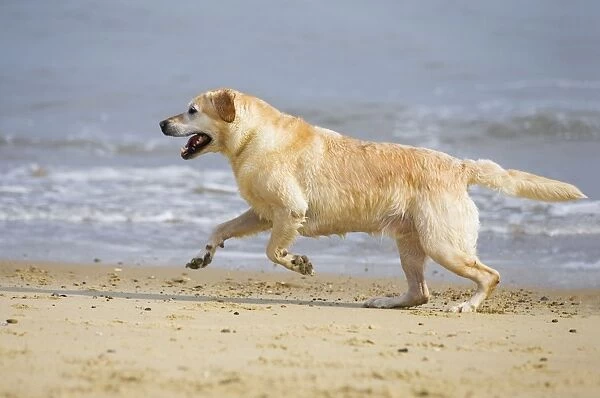 Labrador Dog Running on beach Waxham Beach Norfolk UK