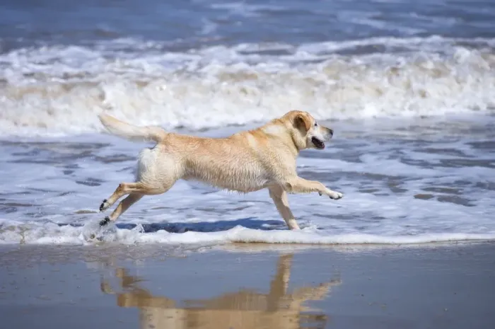 Framed Print : Labrador Dog Running on beach Waxham Beach Norfolk UK Framed Print : Labrador Dog Running on beach Waxham Beach Norfolk UK