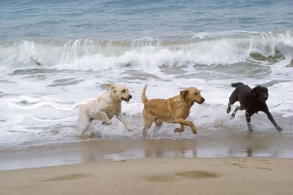 Labrador DOGS - running on beach