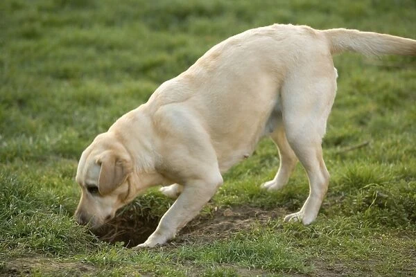 Labrador - with head down hole