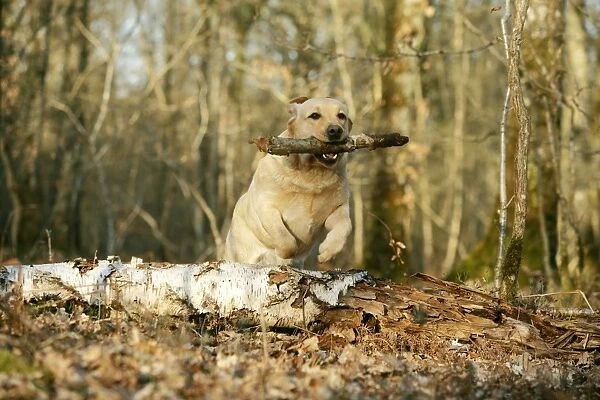 Labrador - jumping over fallen log with stick in mouth