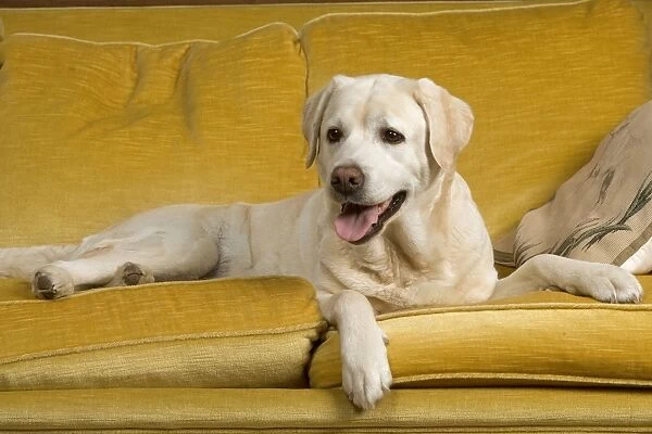 Labrador - lying on sofa
