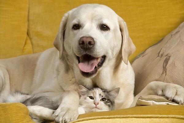 Labrador - lying on sofa with cat