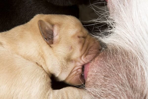 Labrador - newborn puppy suckling