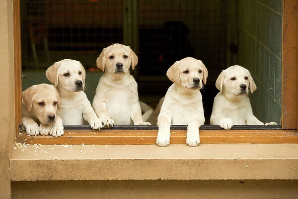Labrador - puppies looking out of window