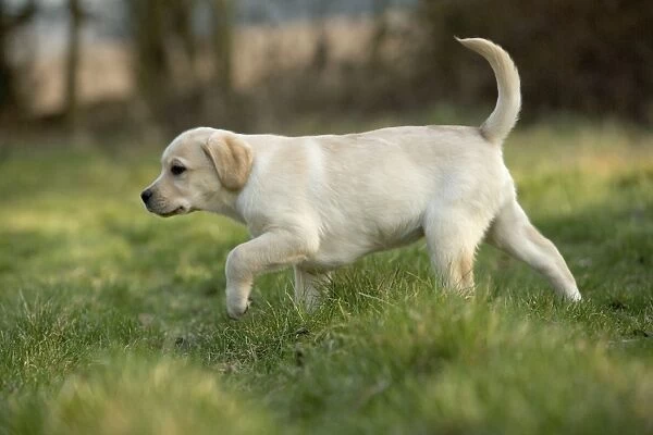 Labrador - puppy