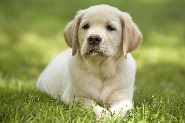 Labrador - puppy