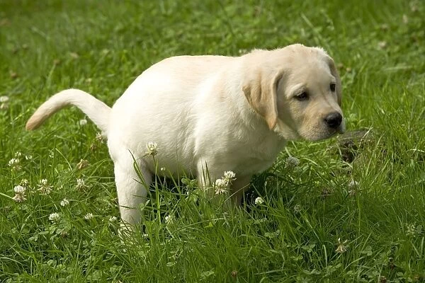 Labrador - puppy defecating