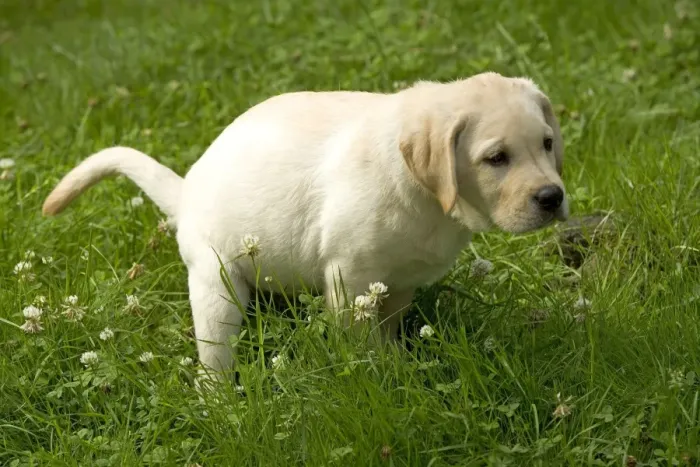 Framed Print : Labrador - puppy defecating Framed Print : Labrador - puppy defecating