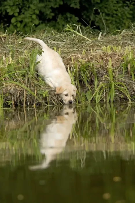 Framed Print : Labrador - puppy drinking from water's edge Framed Print : Labrador - puppy drinking from water's edge