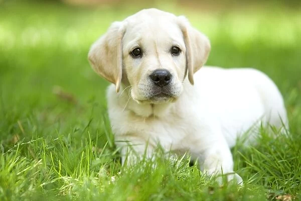 Labrador - puppy lying in grass