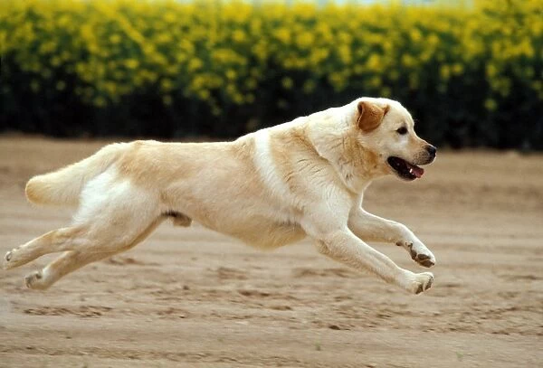 Labrador Retreiever Dog Running