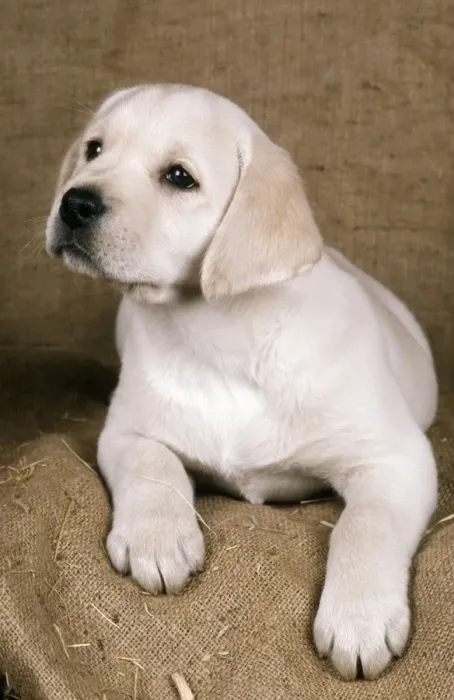 Framed Print : Labrador Retriever Dog 8 week old puppy Framed Print : Labrador Retriever Dog 8 week old puppy