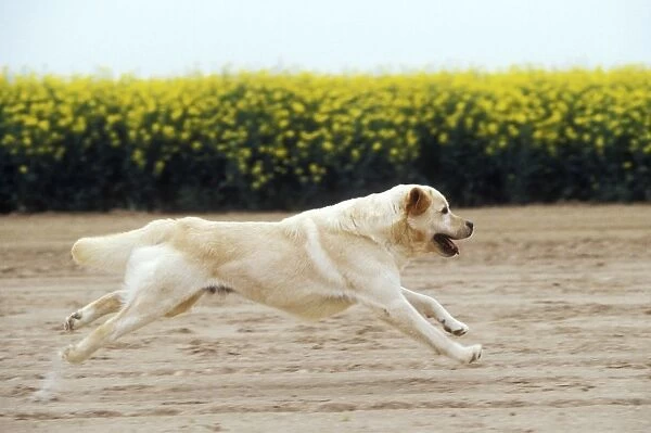 Labrador - running through field
