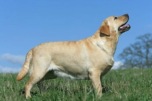 Labrador - standing