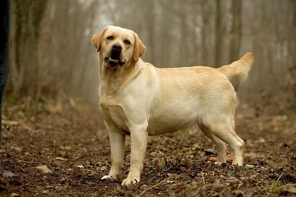 Labrador - standing in woodland