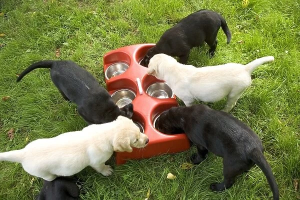Labrador - yellow and black puppies eating from bowls