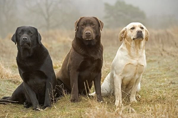 Labrador - Yellow, chocolate and black