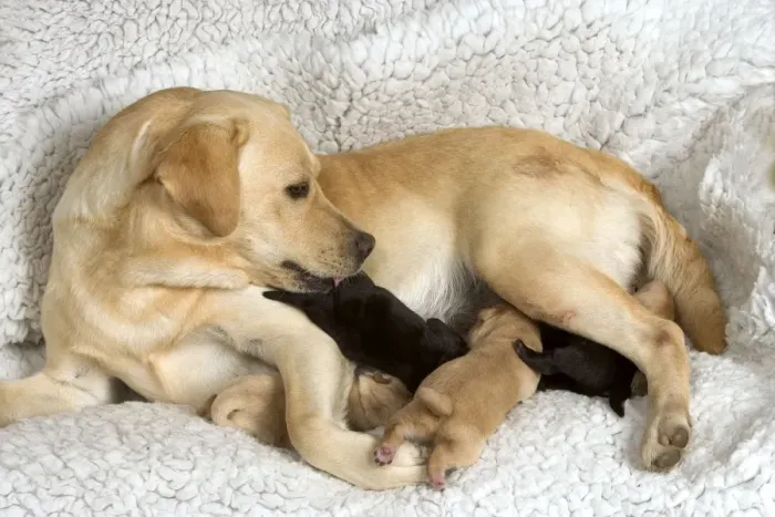 Framed Print : Labrador - with young puppies suckling Framed Print : Labrador - with young puppies suckling