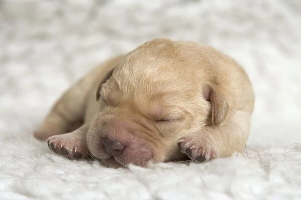 Labrador - young puppy sleeping