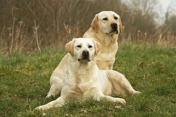 Labradors - sitting