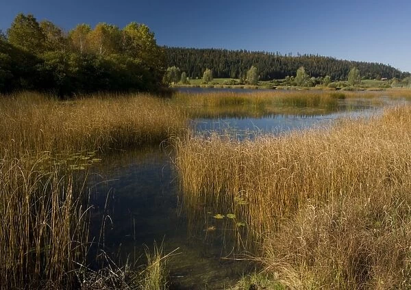 Lac de Remoray. A nature reserve in the french Jura. Autumn