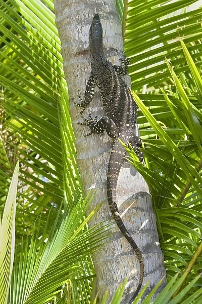 Lace Monitor  /  Goanna - adult climbing up the trunk of a coconut palm - Queensland, Wet Tropics World Heritage Area, Australia