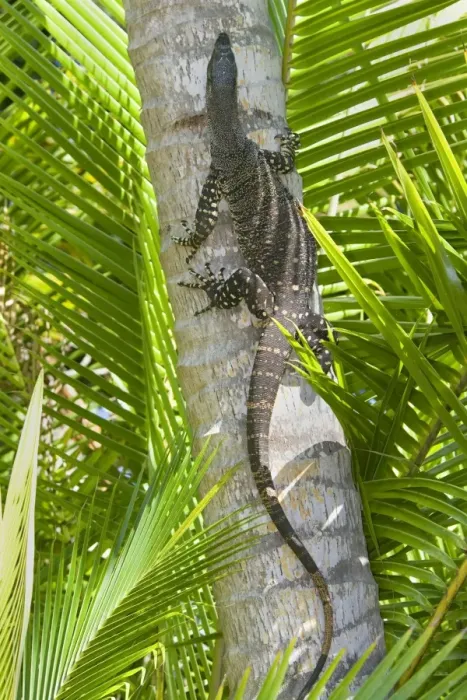 Framed Print : Lace Monitor / Goanna - adult climbing up the trunk of a coconut palm - Queensland, Wet Tropics World Heritage Area, Australia Framed Print : Lace Monitor / Goanna - adult climbing up the trunk of a coconut palm - Queensland, Wet Tropics World Heritage Area, Australia