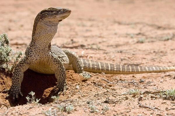 Lace Monitor  /  Goanna - front view of a rather big adult which just came out of its burrow in the earth - Mungo National Park, New South Wales, Australia