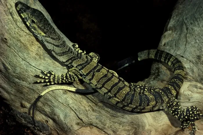 Framed Print : Lace monitor lizard Framed Print : Lace monitor lizard