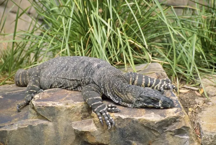 Framed Print : Lace Monitor Lizard Australia Framed Print : Lace Monitor Lizard Australia