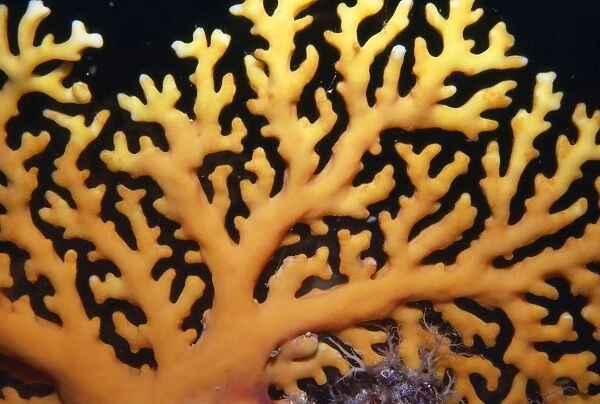 Lace  /  Stinging Hydroid Coral - dangerous Indo Pacific