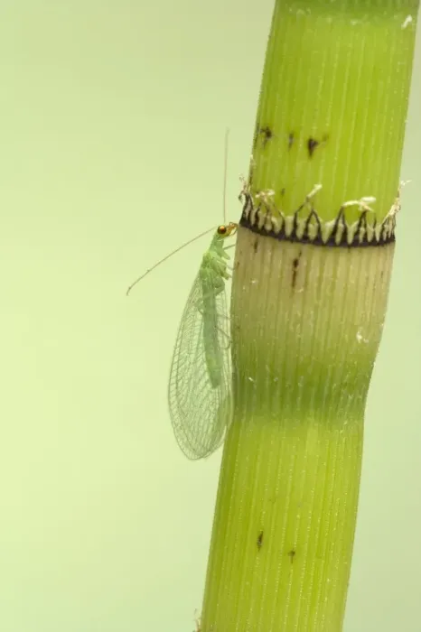 Framed Print : Lacewing - On Horsetail Stem Chrysoperla carnea Essex, UK IN000420 Framed Print : Lacewing - On Horsetail Stem Chrysoperla carnea Essex, UK IN000420