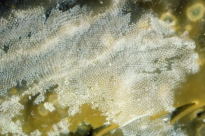 Framed Print : Lacy-Crust Bryozoan / Sea Mat (Bryozoa) - on kelp. Alaska to Mexico & UK Marine Framed Print : Lacy-Crust Bryozoan / Sea Mat (Bryozoa) - on kelp. Alaska to Mexico & UK Marine