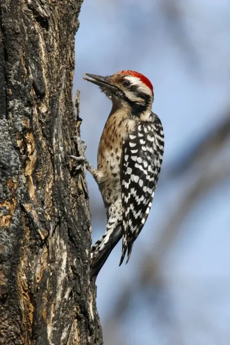 Framed Print : Ladder-backed Woodpecker Framed Print : Ladder-backed Woodpecker