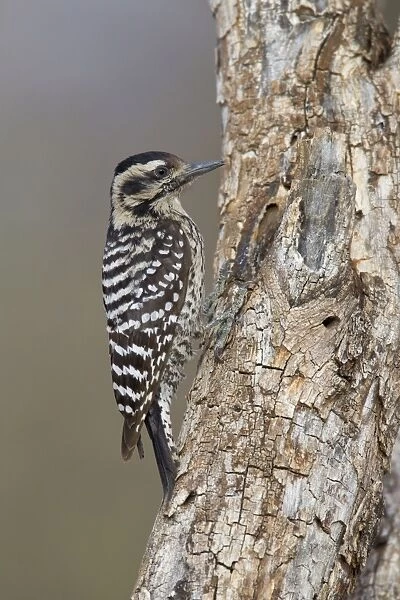 Ladder-backed Woodpecker - female - March - Arizona - USA
