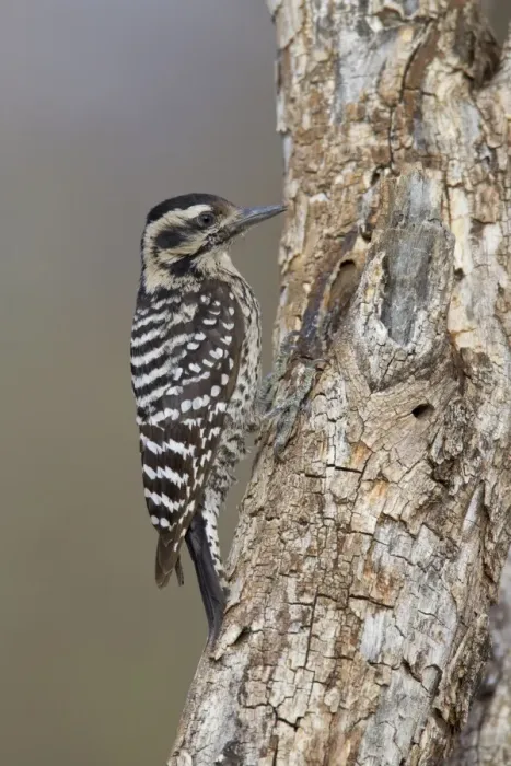 Framed Print : Ladder-backed Woodpecker - female - March - Arizona - USA Framed Print : Ladder-backed Woodpecker - female - March - Arizona - USA