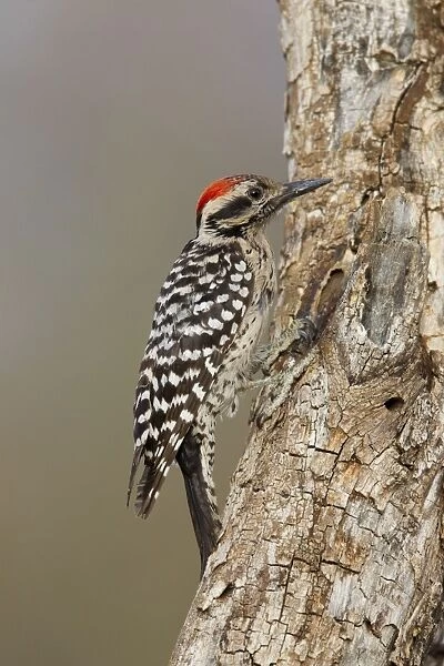 Ladder-backed Woodpecker - male - March - Arizona - USA