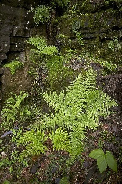 Lady fern - a dominant plant in the understory of the taiga - New York