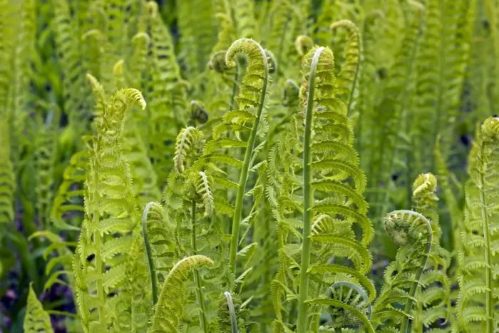 Framed Print : Lady fern - a dominant plant in the understory of the taiga - New York Framed Print : Lady fern - a dominant plant in the understory of the taiga - New York