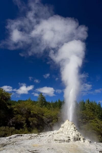 Lady Knox Geyser erupting Geyser spewing water and steam in the blue sky Waiotapu Thermal Area, Rotorua, North Island, New Zealand