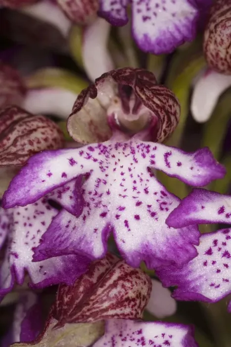 Framed Print : Lady orchid (Orchis purpurea) in flower. Very rare in UK Framed Print : Lady orchid (Orchis purpurea) in flower. Very rare in UK